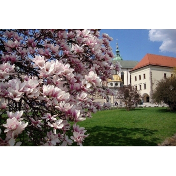 Magnolia pośrednia  ALEXANDRINA